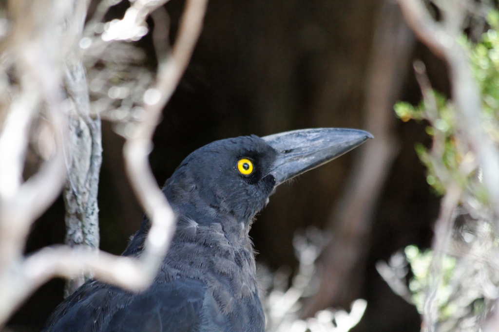 20 - Cradle Montain NP (14).jpg